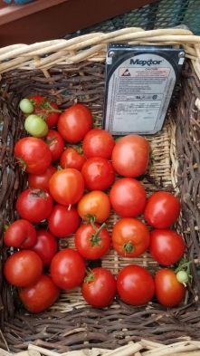 Tomatoes20230920_092423